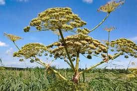 Image result for Heracleum