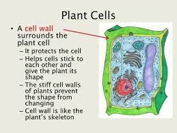 Plant And Animal Cells Powerpoint Lesson And Guided Notes Cells Lesson Animal Cell Plant And Animal Cells