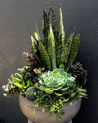 Succulents Pot Plant Design Succulent Garden Design Succulent Gardening Succulents
