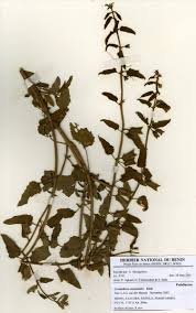 Image result for Ceratotheca sesamoides