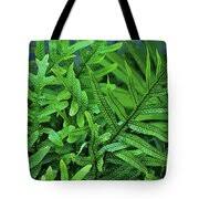 Hawaiian Fern Photograph by Craig Wood