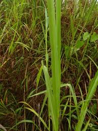 Image result for Paspalum scrobiculatum