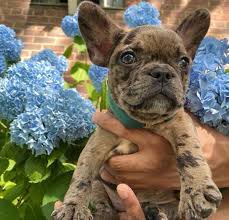 We did not find results for: Blue Merle French Bulldog Everything You Wanted To Know Ethical Frenchie
