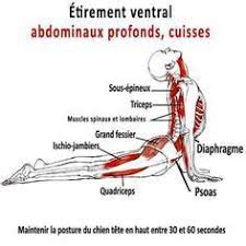 Posture Du Chien Tete En Haut Pour Etirer Les Abdominaux Exercice Dos Exercices Pour Muscler Le Dos Programme De Musculation Complet