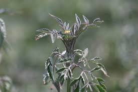 Image result for Bidens biternata