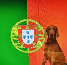 Da urlaubsreisen nicht als solcher grund angesehen werden, bleibt deutschen touristen während dieses zeitraums die einreise auf das portugiesische festland verwehrt. Einreise Portugal Mit Hund Hundetravel Urlaub Mit Hund