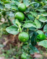 Maybe you would like to learn more about one of these? Tips Information About Lime Trees Gardening Know How