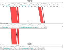 Image result for Pilostyles aethiopica