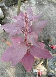 Image result for Amaranthus dubius