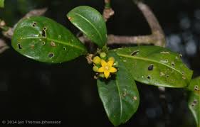 Image result for Psychotria heterosticta