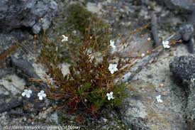 Image result for Mitrasacmopsis