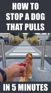 Brain Trainig For Your Dog Dog Training Puppy Training Dogs