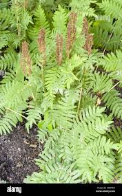 Image result for Osmundaceae