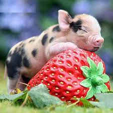 5d Diamond Painting Pig Diabroidery Diamond Painting Diy Painting 5d Diamond Painting