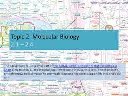 Topic 2 Molecular Biology 2 1 2 4 The Background Is Just