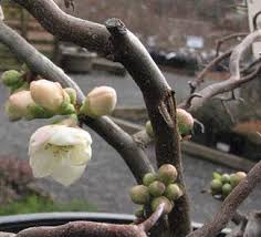 Aug 17, 2021 · this groundcover saves me so much in time and the grueling weeding in the horrible heat of the summer. Chaenomeles Quince At Portland Nursery And Garden Center