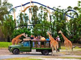 Busch Gardens Tampa Discount Tickets Maps Park Hours Rides Busch Gardens Tampa Busch Gardens Tampa Bay Attractions In Orlando