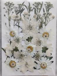 We did not find results for: Natural Flowers And Leaves White Dried Flower For Decoration Rs 180 Packet Id 23552792062