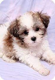 Find shih tzu puppies and breeders in your area and helpful shih tzu information. Shih Tzu Coton Puppy Google Search Coton De Tulear Puppies Shih Tzu