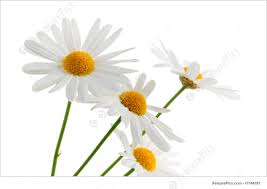 Flowers: Daisies On White Background - Stock Photo I1744391 at ...