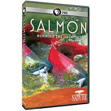NATURE: Salmon: Running the Gauntlet DVD & Blu-ray | Shop.PBS.org