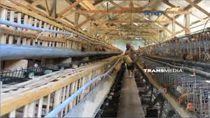 Ribuan Peternak Ayam Petelur Terancam Gulung Tikar Youtube