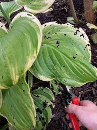 Slugs are a common pest to hostas and can munch large holes in their leaves. When To Cut Back Hostas A Seasonal Guide To Caring For Healthy Hosta Plants Home For The Harvest