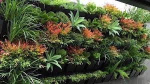 This living wall planter is a showstopper! Top 10 Plants For Vertical Garden Top 10 Plants Nurserylive Wikipedia