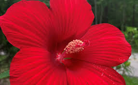 Image result for Hibiscus physaloides