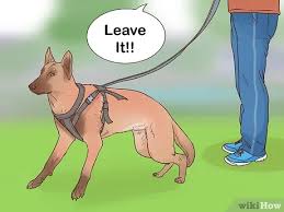 So, if you want a dog that is smart, then the belgian malinois dog breed would be an excellent choice for you. How To Train A Belgian Malinois 12 Steps With Pictures