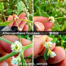 Image result for Laportea ovalifolia