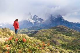 Image result for Canscora kirkii