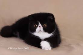 Black And White Persian Cat Short Hair Pin On Persian Persuasion