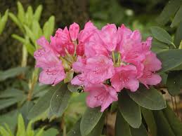 Image result for Rhododendron