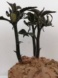 Image result for Dorstenia buchananii