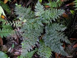 Image result for Abrodictyum rigidum