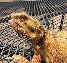 Petsmart On Twitter Pet Accessories Pet Supplies Happy Animals