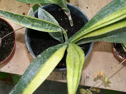 Image result for Sansevieria dooneri