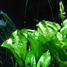 Image result for Ottelia ulvifolia