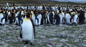 A patagonian penguin returns to an island off rio de janeiro every year to visit the man who saved him five years ago. Joao Pereira De Souza Brazil Penguin Dimdin Inhabitat Green Design Innovation Architecture Green Building