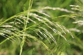 Image result for Deschampsia