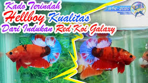 Cupang hias lebih diminati dari pada cupang aduan. Ikan Cupang Jenis Hellboy Dari Cucu Red Koi Galaxy Ikan Cupang Hias Youtube