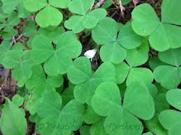 Image result for Oxalis oligotricha