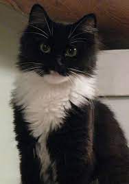 lost black and white cat wakefield nh lily catsincare com smokin kedi kedi kopek