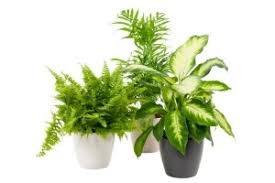Is responsible for this page. Bloeiende En Groene Planten In Keramiek Voor 2 99 Beste Nl