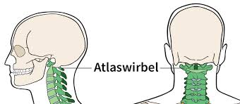 Weitere ideen zu gesundheit, aloe vera vermehren, gesundheit und wohlbefinden. Yoga Fur Den Atlaswirbel
