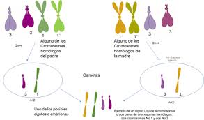 Hay varios orígens de replicación y es bidireccional. Introduccion Ciclo Celular Mitosis Y Meiosis Desde Mendel Hasta Las Moleculas