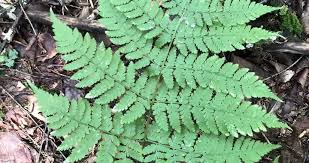 Image result for Dryopteridaceae