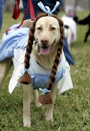 These Are Either The Cutest Or Sort Of Horrifying Dog Halloween Costumes Funny Pet Costumes Dog Halloween