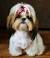 Shih Tzu Haircut Face